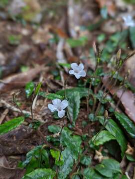 Sivun Brunoniella spiciflora (F. Muell. ex Benth.) Bremek. kuva