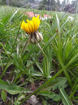 Image of speckled false dandelion