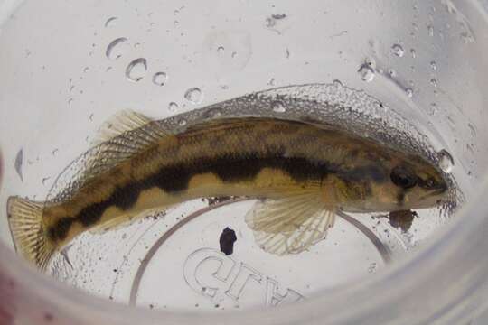 Image of Blackside Darter