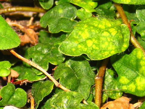 Image of Ficus sarmentosa var. thunbergii (Maxim.) Corner