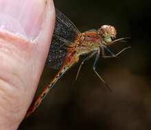 Image of Red Percher Dragonfly