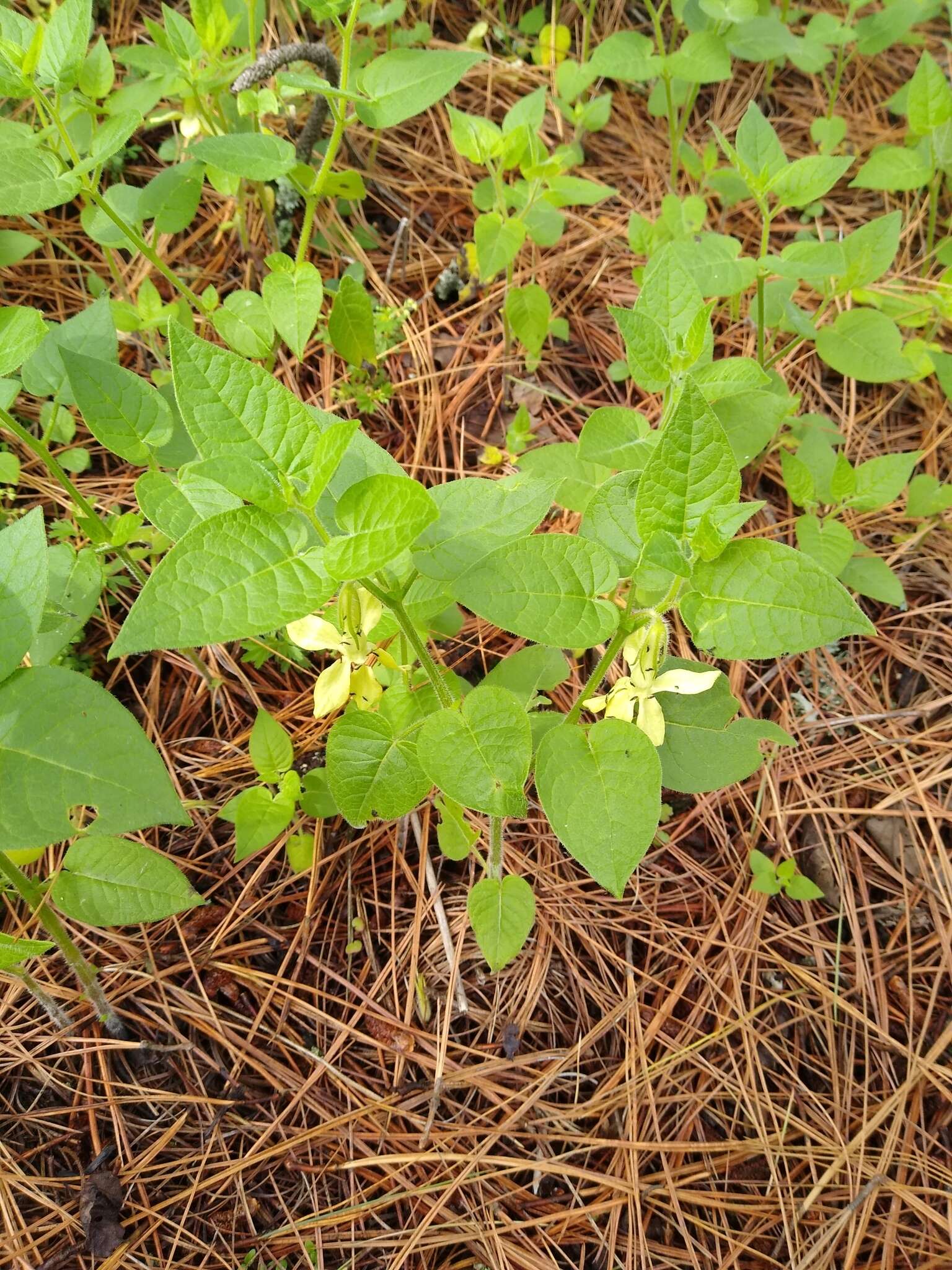 Image of Trans-Pecos stinkleaf