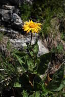 Image of dwarf oxeye