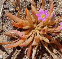 Слика од Calandrinia ptychosperma F. Müll.