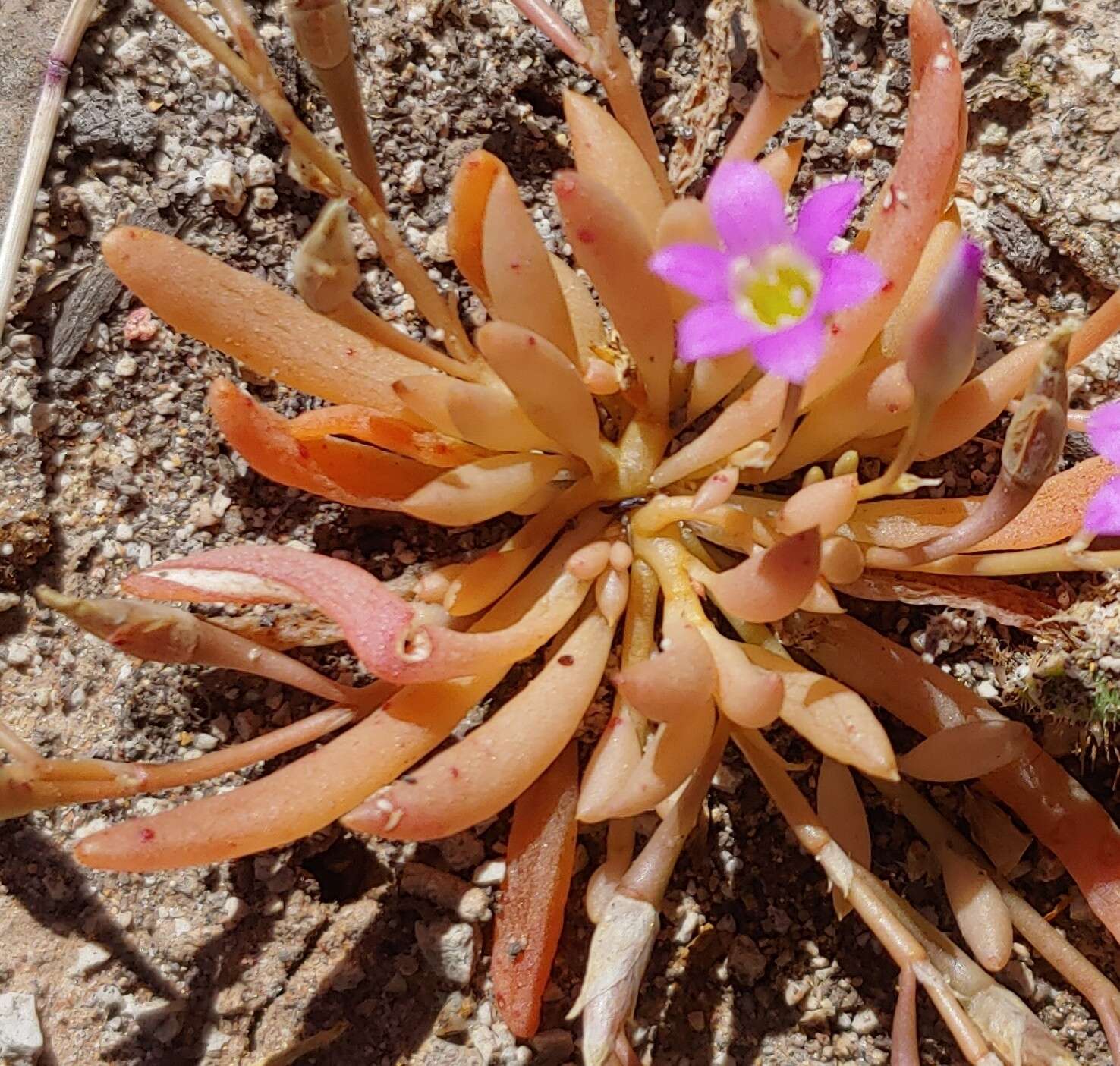 Слика од Calandrinia ptychosperma F. Müll.