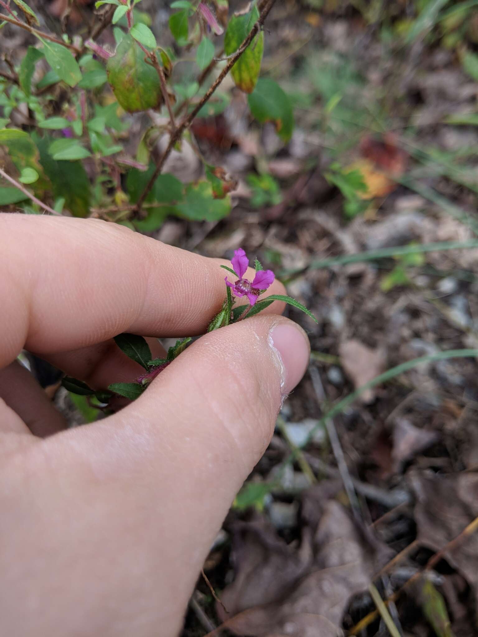 Image of blue waxweed