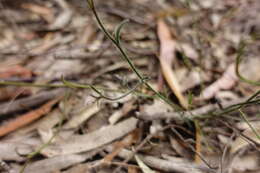 Слика од Scaevola ramosissima (Smith) K. Krause