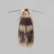 Image of Stigmella nigriverticella (Chambers 1875) Newton et al. 1982