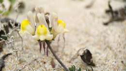 Plancia ëd Linaria polygalifolia subsp. polygalifolia