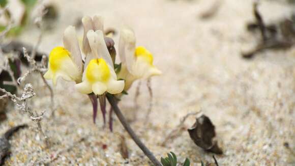 Imagem de Linaria polygalifolia subsp. polygalifolia