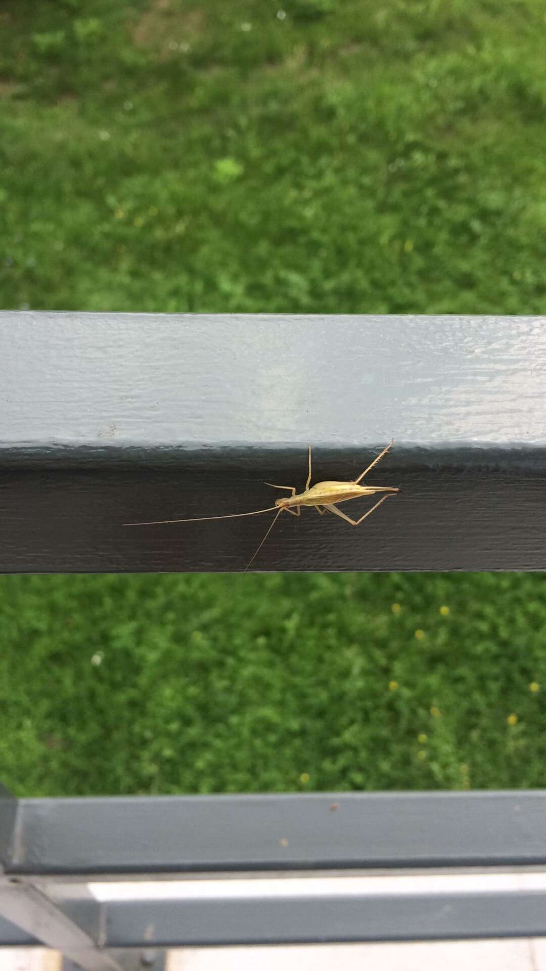 Image of tree-cricket