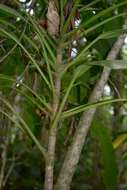 Image of Cordyline cannifolia R. Br.