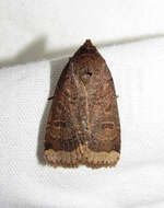 صورة Abagrotis alternata Grote 1864