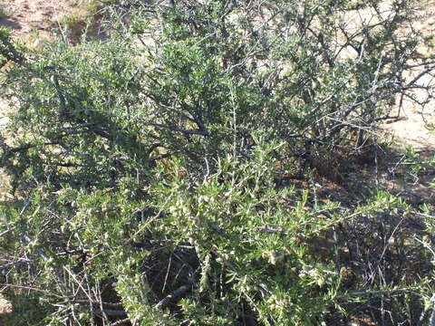 Prunus fasciculata subsp. fasciculata resmi