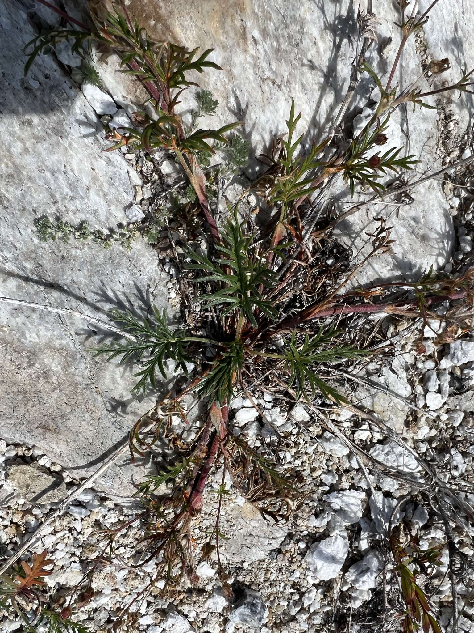 Image of Potentilla multifida var. ornithopoda Wolf