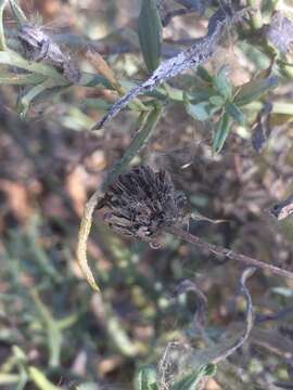 Image of Texas blueweed