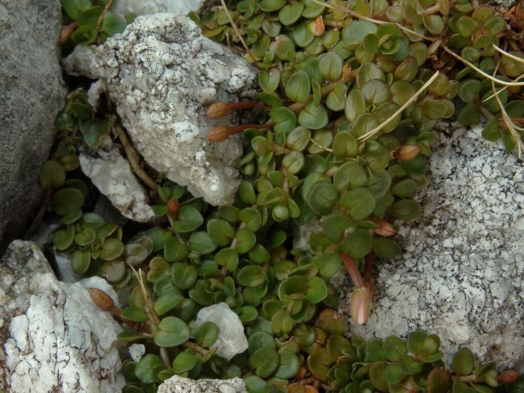 Image of Epilobium brunnescens subsp. brunnescens