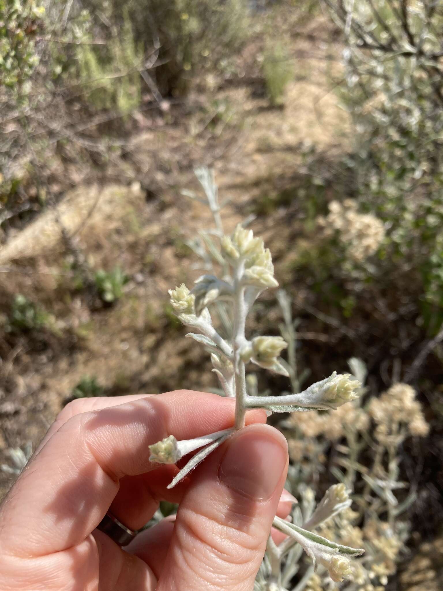 Слика од Pseudognaphalium canescens (DC.) A. A. Anderberg