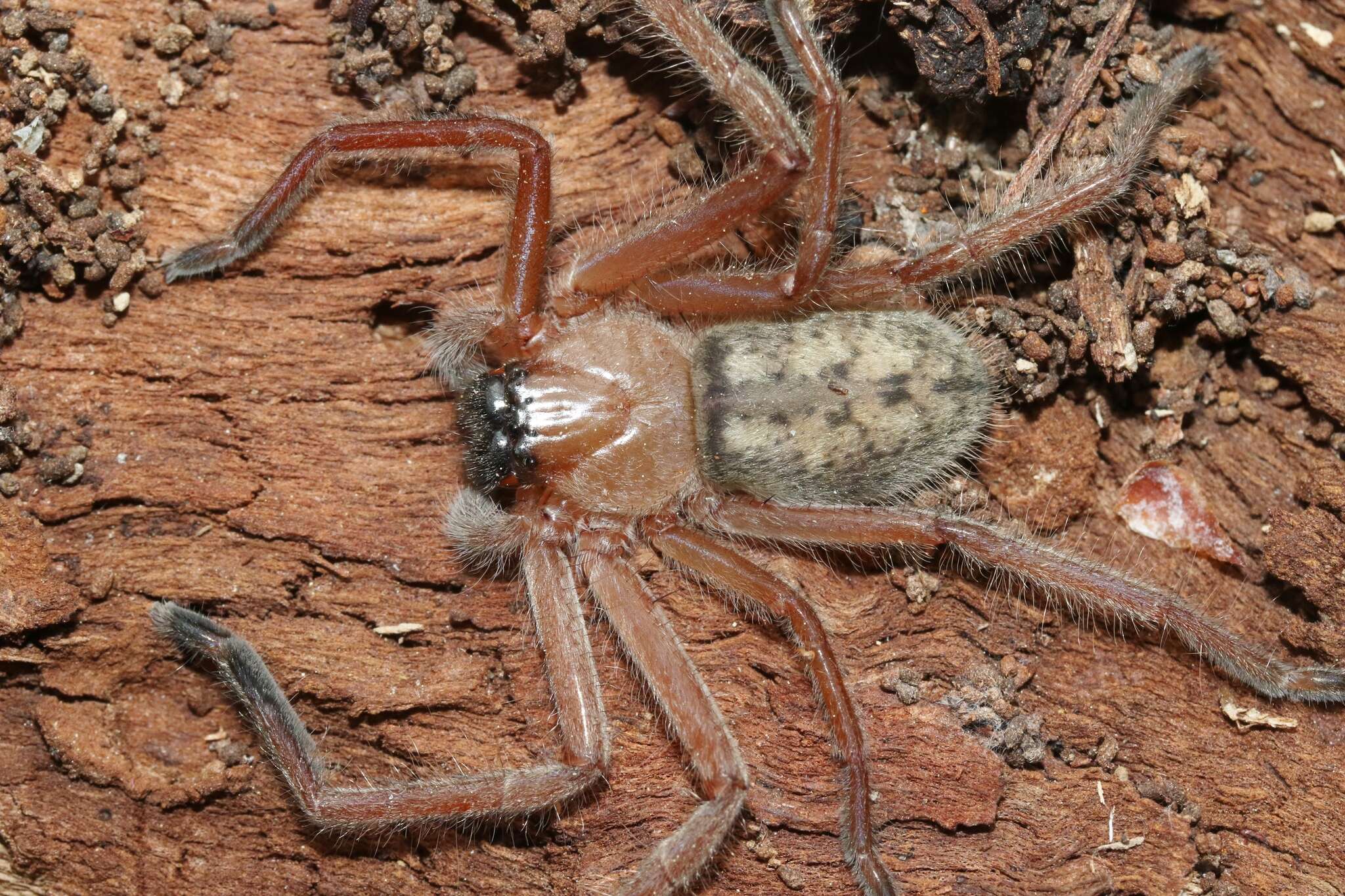 Image of Delena cancerides Walckenaer 1837