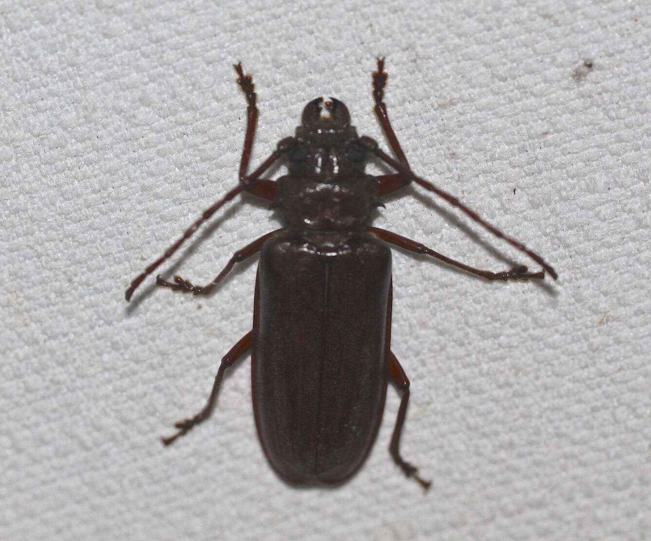 Image of Cacodacnus planicollis (Blackburn 1895)