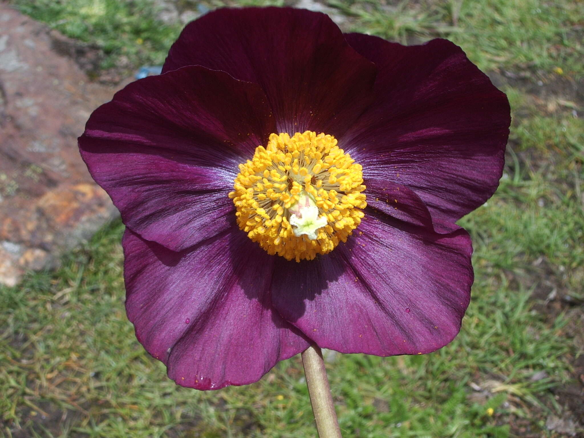 Image of Meconopsis grandis Prain