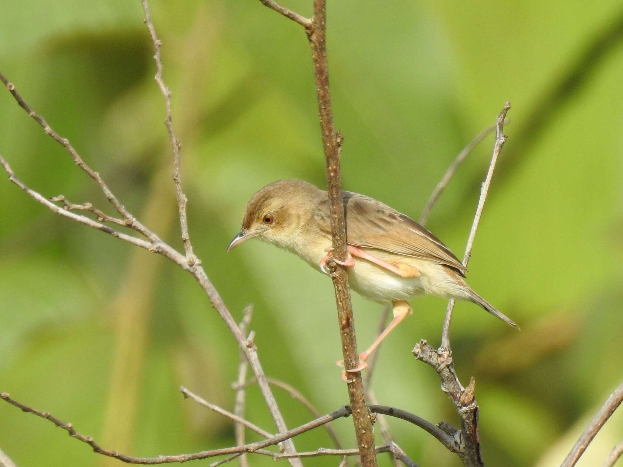 Image of Short-winged Cisticola