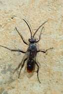 Image of Spider wasp