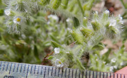 Plancia ëd Cryptantha crassisepala (Torr. & Gray) Greene