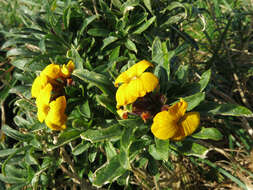 Image of Aegean wallflower