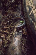 Image of Brown Skink