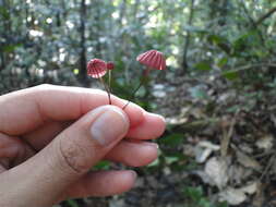 Image of Marasmius haematocephalus (Mont.) Fr. 1838