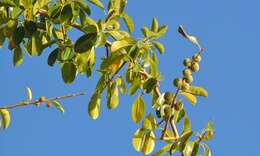 Image of African osage-orange