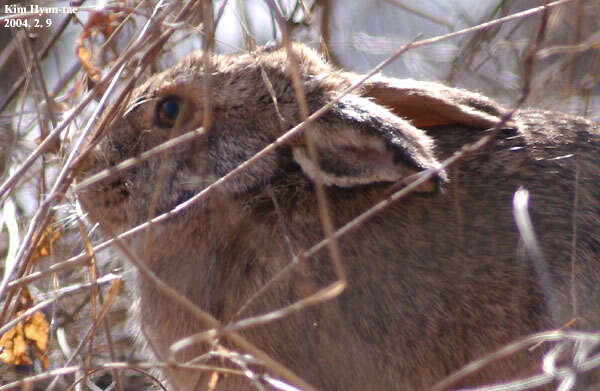 Image of Korean Hare