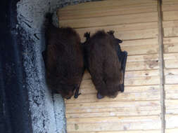 Image of Nathusius' Pipistrelle