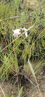 Plancia ëd Gladiolus nigromontanus Goldblatt