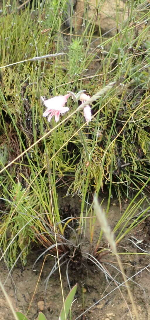 Plancia ëd Gladiolus nigromontanus Goldblatt