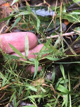 Panicum acuminatum var. longiligulatum (Nash) Lelong resmi