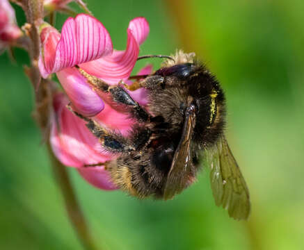 Image of Brown-banded carder bee