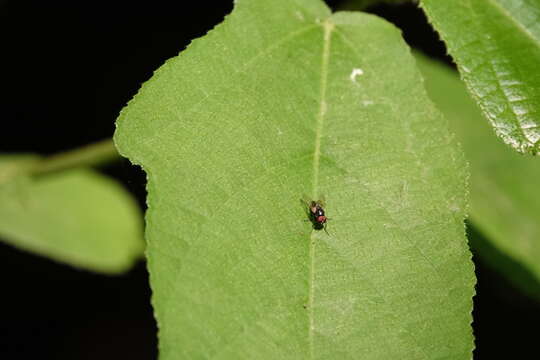 Image of House fly