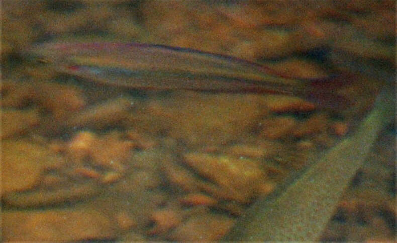 Image of Australian rainbowfish