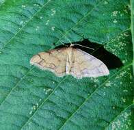 Image of Idaea protensa Butler 1889