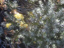 Image of Hubertia tomentosa Bory