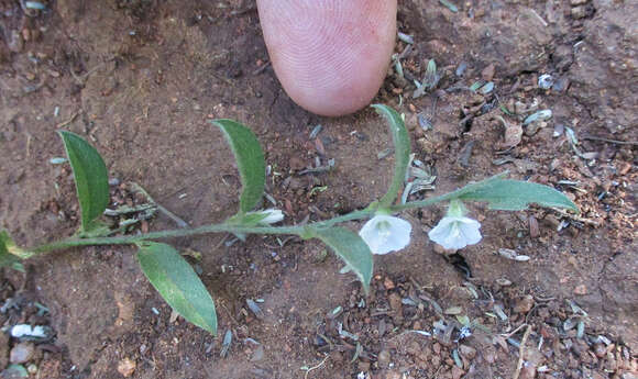 Image of Seddera capensis (E. Mey. ex Choisy) Schinz