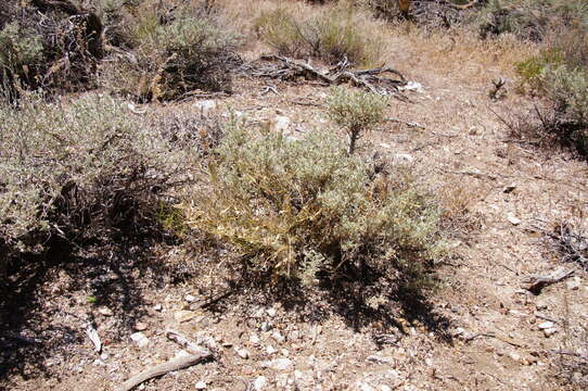 Image of San Bernardino milkvetch