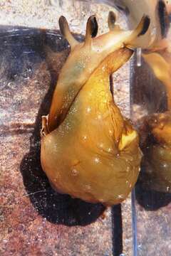 Image of Dwarf sea hare