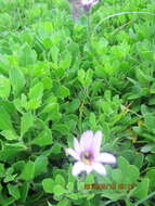 Image of shrubby daisybush