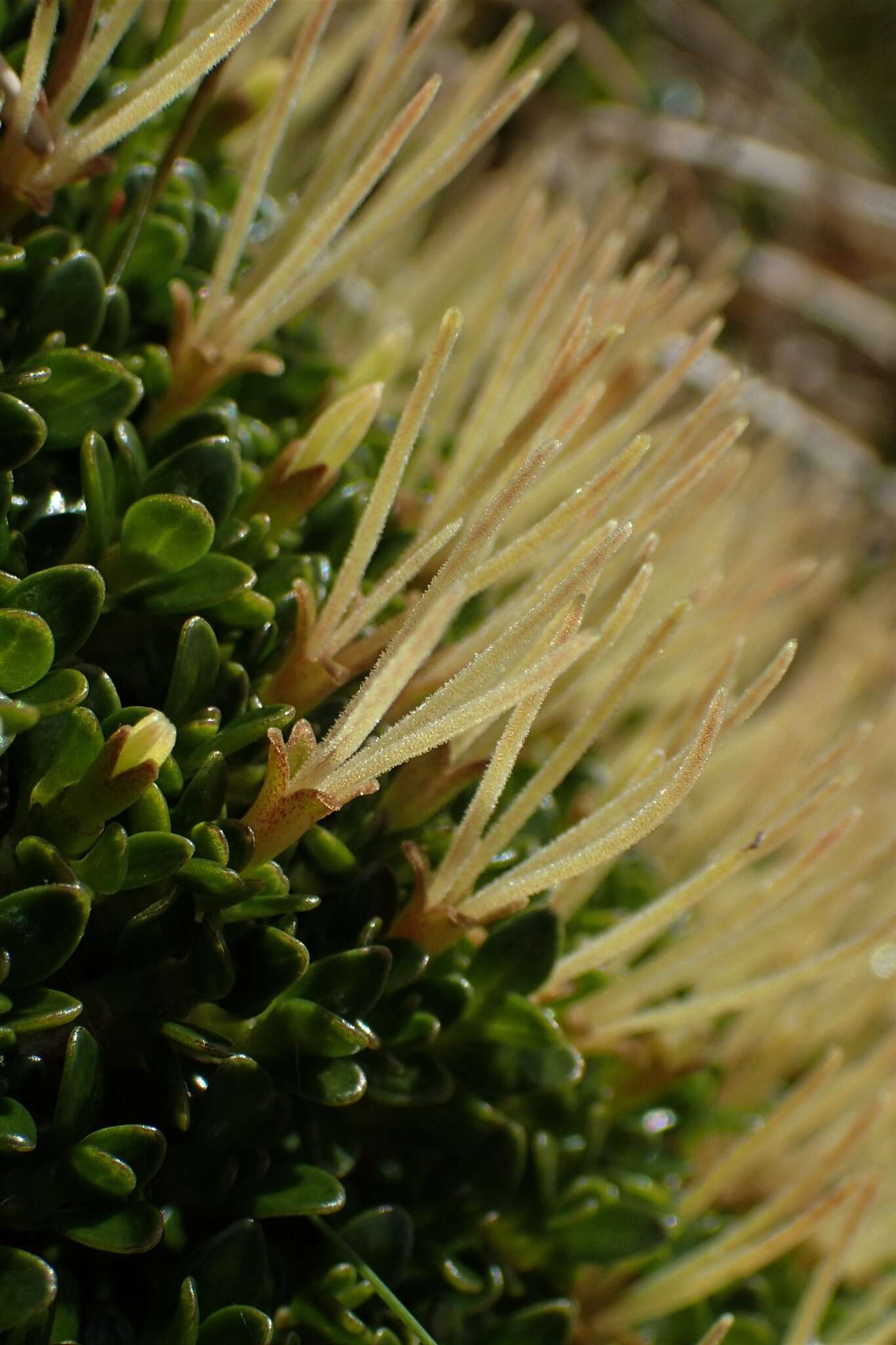 Image of Coprosma perpusilla subsp. subantarctica Orchard