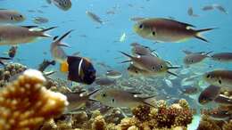 Image of Scissortail damselfish