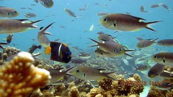 Image of Scissortail damselfish