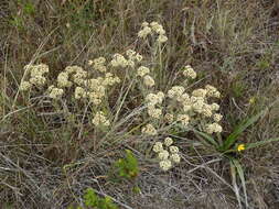 Image de Helichrysum spiralepis Hilliard & Burtt